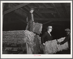 Unloading tobacco from trailer into baskets according to the grade the night before auction sale in warehouse. Durham, North Carolina