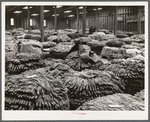 Baskets of tobacco on warehouse floor before auction sale. Durham, North Carolina