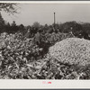 Cornshucking on Uncle Henry Garrett's place. [Black] tenant of Mr. Fred Wilkins. White women don't go to [Black] shucking to help with the cooking but white men are fed by [Black] women just the same as at other shucking week previous at Mr. Fred Wilkins' home