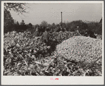 Cornshucking on Uncle Henry Garrett's place. [Black] tenant of Mr. Fred Wilkins. White women don't go to [Black] shucking to help with the cooking but white men are fed by [Black] women just the same as at other shucking week previous at Mr. Fred Wilkins' home