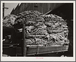 Durham, North Carolina. A truck loaded with baskets of tobacco being taken to a cigarette factory