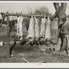 Hog killing on Milton Puryeur place. He is a Negro owner of five acres of land. Rural Route No. 1, Box 59, Dennison, Halifax County, Virginia. This is six miles south (on Highway No. 501) of South Boston. He used to grow tobacco and cotton but now just a