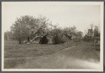 View on Geo. Nichol's place. North side Montauk Highway, on western boundary of Bellport. Bellport, Brookhaven