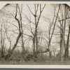 View of fence trees. East side of road to Middle Island, at line between Yaphank and Middle Island. Middle Island, Brookhaven