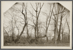 View of fence trees. East side of road to Middle Island, at line between Yaphank and Middle Island. Middle Island, Brookhaven