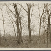 View of fence trees. West side of road to Middle Island, at line between Yaphank and Middle Island. Middle Island, Brookhaven