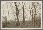 View of fence trees. West side of road to Middle Island, at line between Yaphank and Middle Island. Middle Island, Brookhaven