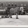 Garbage and rubbish is collected with horse and sled in winter. Woodstock, Vermont