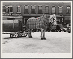 Garbage and rubbish is collected with horse and sled in winter. Woodstock, Vermont