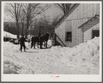 Taking the horses into new barn after hauling water on Clinton Gilbert's farm. Woodstock, Vermont
