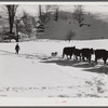 Farmer's son and collie dog driving the cows back to the barn after watering them at the brook. All other sources of water supply were frozen for two months during very severe winter. Clinton Gilbert's farm. Woodstock, Vermont