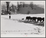 Farmer's son and collie dog driving the cows back to the barn after watering them at the brook. All other sources of water supply were frozen for two months during very severe winter. Clinton Gilbert's farm. Woodstock, Vermont