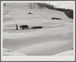 Oxen hauling a sled on Clinton Gilbert's farm. Woodstock, Vermont