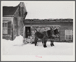 Hauling water in milk cans and sled to Putney farm. All other sources of water supply were frozen for two months. Woodstock, Vermont