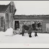 Hauling water in milk cans and sled to Putney farm. All other sources of water supply were frozen for two months. Woodstock, Vermont