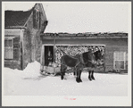 Hauling water in milk cans and sled to Putney farm. All other sources of water supply were frozen for two months. Woodstock, Vermont