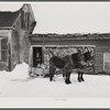 Hauling water in milk cans and sled to Putney farm. All other sources of water supply were frozen for two months. Woodstock, Vermont