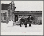 Hauling water in milk cans and sled to Putney farm. All other sources of water supply were frozen for two months. Woodstock, Vermont