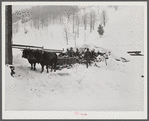 Taking wood from snowed-under woodpile into shed with team of oxen and sled. Near Barnard, Windsor County, Vermont. Woodstock