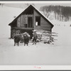 Taking wood from snowed-under woodpile into shed with team of oxen and sled. Near Barnard, Windsor County, Vermont