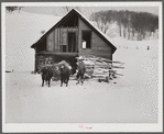 Taking wood from snowed-under woodpile into shed with team of oxen and sled. Near Barnard, Windsor County, Vermont