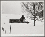 Taking wood from snowed-under woodpile into shed with team of oxen and sled. Near Barnard, Windsor County, Vermont