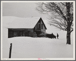 Taking wood from snowed-under woodpile into shed with team of oxen and sled. Near Barnard, Windsor County, Vermont