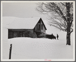 Taking wood from snowed-under woodpile into shed with team of oxen and sled. Near Barnard, Windsor County, Vermont