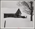 Taking wood from snowed-under woodpile into shed with team of oxen and sled. Near Barnard, Windsor County, Vermont