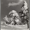 Snow-covered trees on top of Cannon Mountain. Franconia Notch, New Hampshire