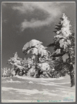 Snow-covered trees on top of Cannon Mountain. Franconia Notch, New Hampshire