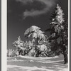 Snow-covered trees on top of Cannon Mountain. Franconia Notch, New Hampshire