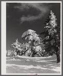 Snow-covered trees on top of Cannon Mountain. Franconia Notch, New Hampshire