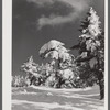 Snow-covered trees on top of Cannon Mountain. Franconia Notch, New Hampshire