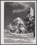 Snow-covered trees on top of Cannon Mountain. Franconia Notch, New Hampshire