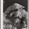 Snow-covered trees on Cranmore Mountain. North Conway, New Hampshire