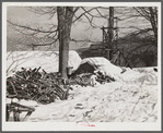 Woodpiles outside of sugar house on Frank Shurtliffs farm, North Bridgewater, Vermont. Large supply of wood is needed for fuel in boiling the maple sap. Sugaring brings in about one thousand dollars annually. Because of the deep snow this year he only