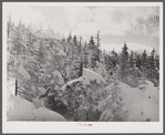 Snow-covered trees on top of Cannon Mountain. Franconia Notch, New Hampshire