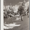 Snow-covered trees on top of Cannon Mountain. Franconia Notch, New Hampshire