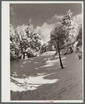 Snow-covered trees on top of Cannon Mountain. Franconia Notch, New Hampshire
