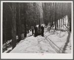 Gathering sap from maple sugar trees on the Frank H. Shurtleff farm. North Bridgewater, Vermont