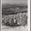 Snow-covered trees on top of Cannon Mountain. Franconia Notch, New Hampshire