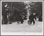 Frand Shurtleff and young neighbor carrying buckets of maple sap. Shurtleff farm, North Bridgewater, Vermont. Gathering sap from maple sugar trees is a social event enjoyed by young and old in the neighborhood