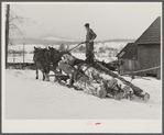 Hired man hauling logs with sled and team on farm near Waterbury, Vermont. He said "There ain't nothin' meaner than a log except a woman when she wants to be, and they're just as stubborn"