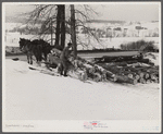 Hired man hauling logs with sled and team on farm near Waterbury, Vermont. He said "There ain't nothin' meaner than a log except a woman when she wants to be, and they're just as stubborn." They sold the timber to a lumber company