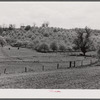 Apple orchards in blossom in the spring in the fertile Shenandoah. Virginia