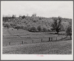 Apple orchards in blossom in the spring in the fertile Shenandoah. Virginia