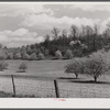 Apple orchards in blossom in the spring in the fertile Shenandoah. Virginia
