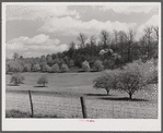 Apple orchards in blossom in the spring in the fertile Shenandoah. Virginia