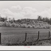 Apple orchards in blossom in the spring in the fertile Shenandoah. Virginia